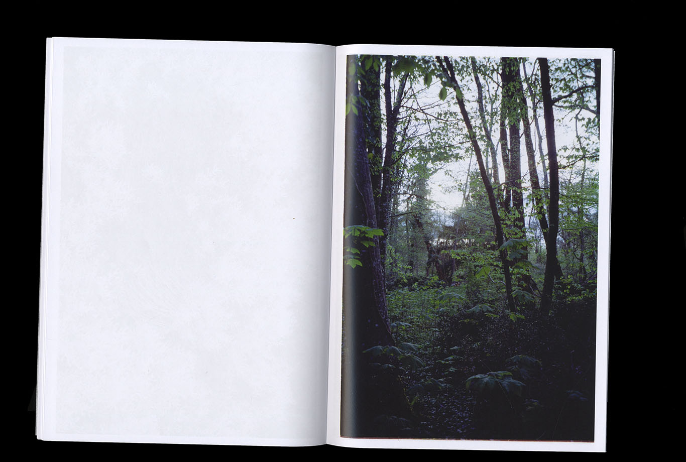 scan d'edition_la couleur des troncs usés_ photographie et texte_ Juliette Morisse