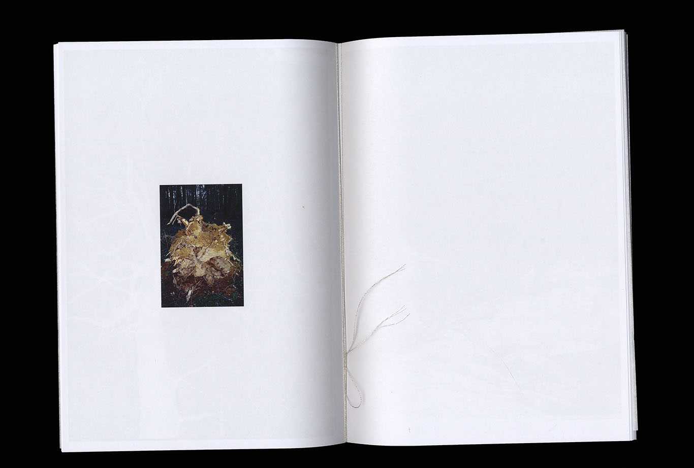 scan d'edition_la couleur des troncs usés_ photographie et texte_ Juliette Morisse